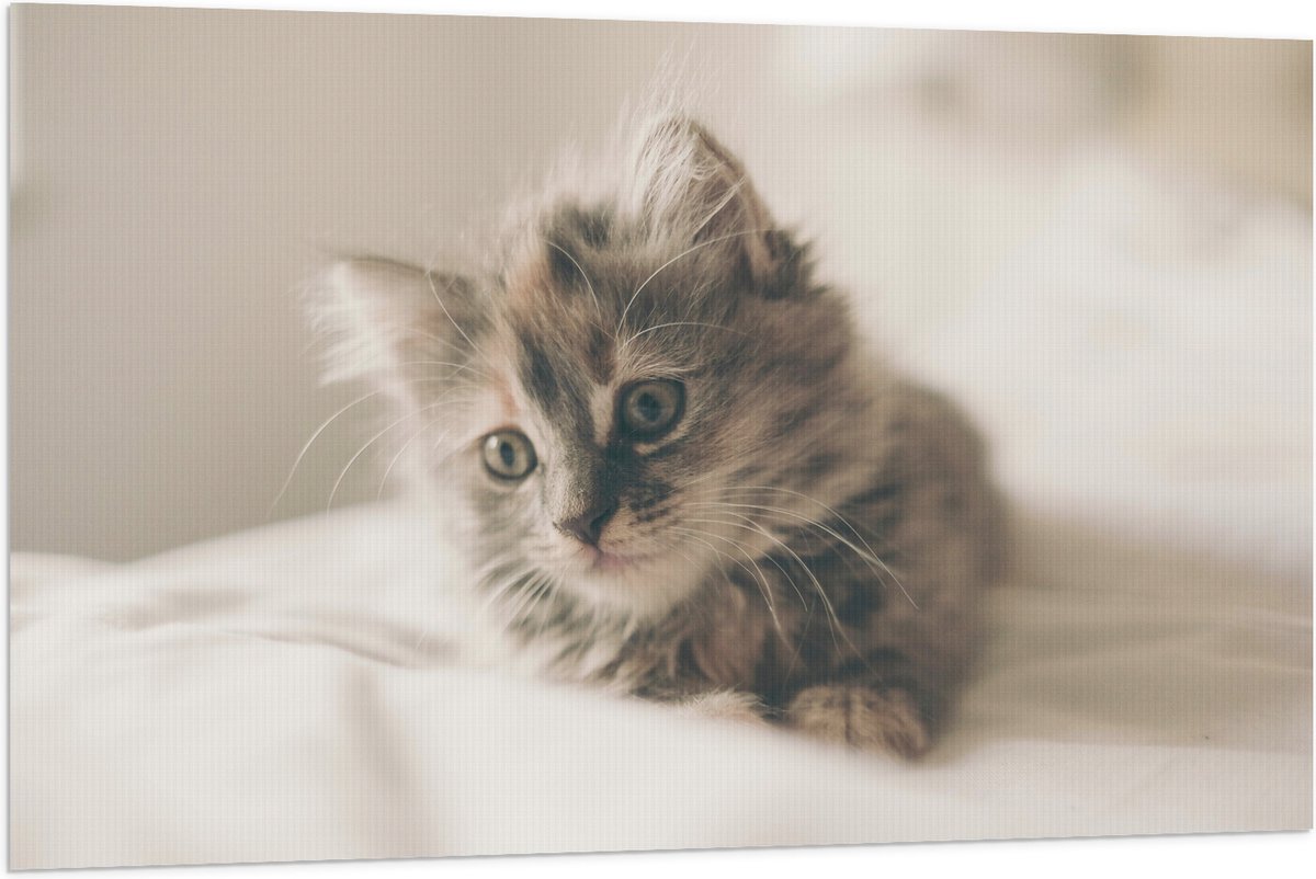 Vlag - Schattige Poes op Bed - 120x80 cm Foto op Polyester Vlag