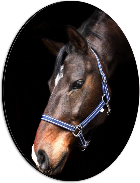 WallClassics - Dibond Ovaal - Paardenhoofd met Zwarte Achtergrond - 21x28 cm Foto op Ovaal (Met Ophangsysteem)