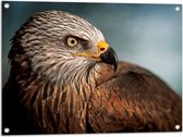 WallClassics - Tuinposter – Roofvogel Wouw - 80x60 cm Foto op Tuinposter  (wanddecoratie voor buiten en binnen)
