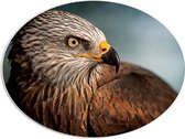 WallClassics - PVC Schuimplaat Ovaal - Roofvogel Wouw - 68x51 cm Foto op Ovaal  (Met Ophangsysteem)