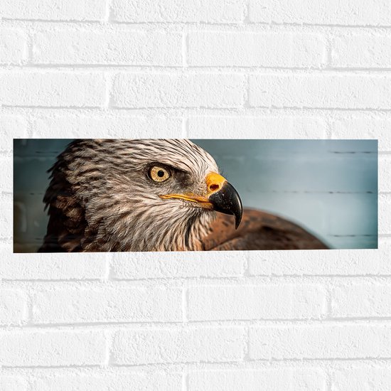 WallClassics - Muursticker - Roofvogel Wouw - 60x20 cm Foto op Muursticker