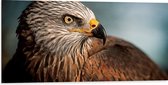 WallClassics - Dibond - Roofvogel Wouw - 100x50 cm Foto op Aluminium (Met Ophangsysteem)