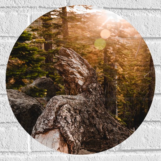 WallClassics - Muursticker Cirkel - Grote Gevallen Stronk - 40x40 cm Foto op Muursticker