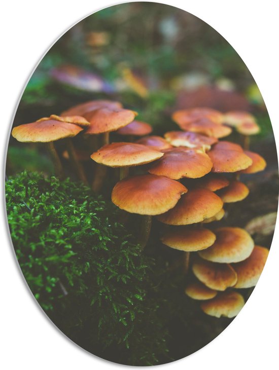 WallClassics - PVC Schuimplaat Ovaal - Groepje Paddenstoelen met Groen Mos - 51x68 cm Foto op Ovaal  (Met Ophangsysteem)