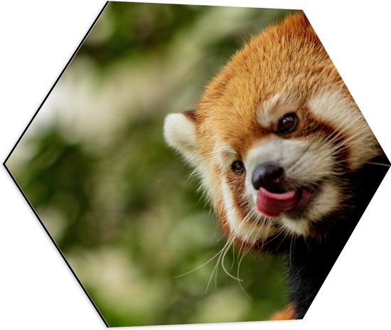WallClassics - Dibond Hexagon - Kleine Rode Panda heeft Honger - 60x52.2 cm Foto op Hexagon (Met Ophangsysteem)