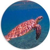 WallClassics - PVC Schuimplaat Muurcirkel - Schildpad Zwemmend in de Zee - 70x70 cm Foto op Muurcirkel (met ophangsysteem)