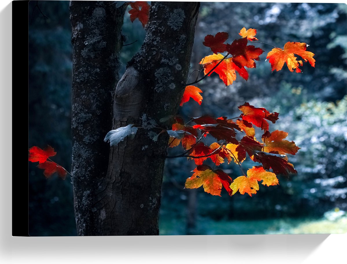 Canvas - Herfstbladeren aan Dunne Boomstam - 40x30 cm Foto op Canvas Schilderij (Wanddecor