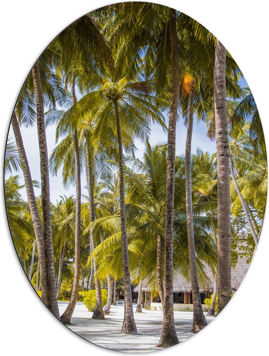 WallClassics - Dibond Ovaal - Grote Groene Palmbomen - 72x96 cm Foto op Ovaal (Met Ophangsysteem)
