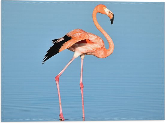 WallClassics - Drapeau - Flamino Rose dans l' Water - 40x30 cm Photo sur Drapeau Polyester