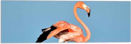WallClassics - Drapeau - Flamino Rose dans l' Water - 60x20 cm Photo sur Drapeau Polyester