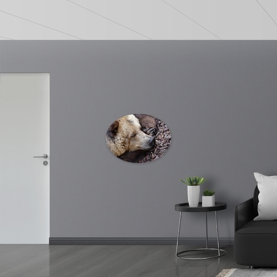 WallClassics - Dibond Ovale - Ours endormi - Photo 80x60 cm sur ovale (avec système de suspension)
