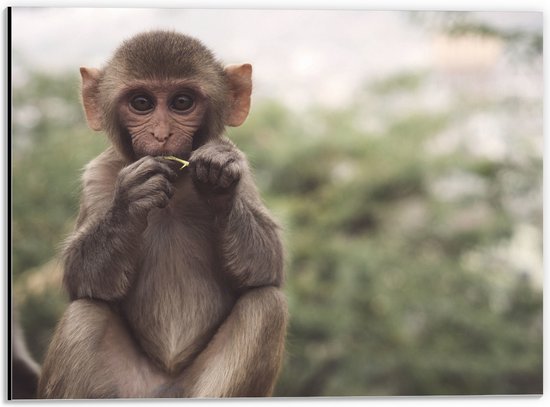 WallClassics - Dibond - Schattig Klein Aapje aan het Eten - 40x30 cm Foto op Aluminium (Wanddecoratie van metaal)