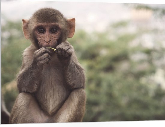 WallClassics - Panneau en mousse PVC – Mignon Klein singe mangeant – 100 x 75 cm Photo sur panneau en mousse PVC (avec système de suspension)