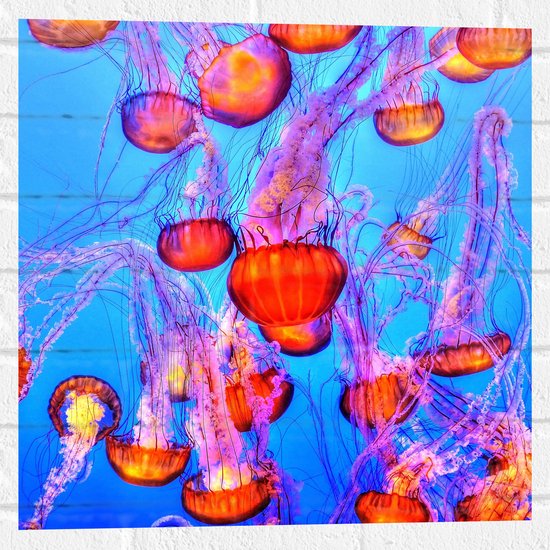 WallClassics - Muursticker - Oranje Kwallen in Blauwe Zee - 50x50 cm Foto op Muursticker