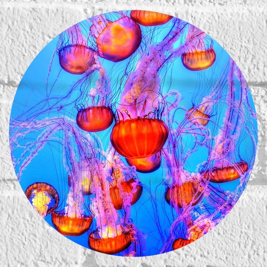 WallClassics - Muursticker Cirkel - Oranje Kwallen in Blauwe Zee - 20x20 cm Foto op Muursticker