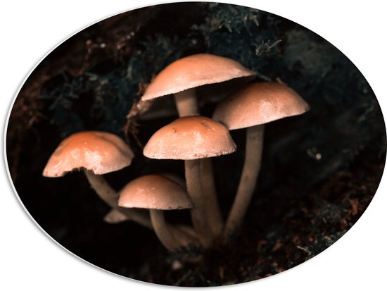 WallClassics - Panneau en mousse PVC ovale - Groupe de champignons - Photo 56 x 42 cm sur ovale (avec système de suspension)