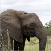 WallClassics - Affiche brillante – Éléphant de savane dans l'herbe – Photo 50 x 50 cm sur papier poster brillant