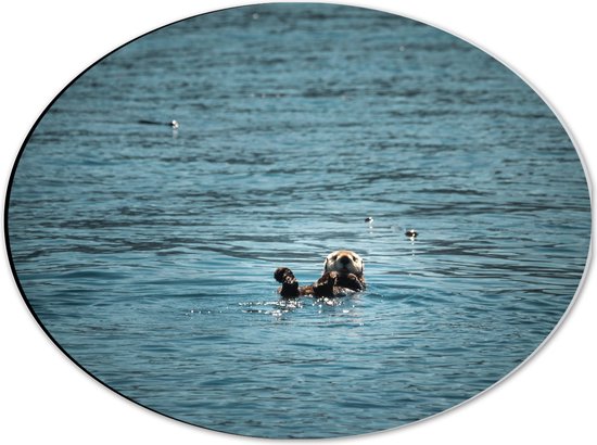WallClassics - Dibond Ovaal - Otter in de Zee - 40x30 cm Foto op Ovaal (Met Ophangsysteem)