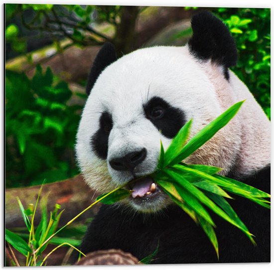 WallClassics - Dibond - Panda Eet Bamboe Bladeren - 50x50 cm Foto op Aluminium (Wanddecoratie van metaal)