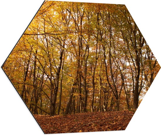 WallClassics - Dibond Hexagon - Groene en Bruine Bladeren in het Bos - 70x60.9 cm Foto op Hexagon (Met Ophangsysteem)