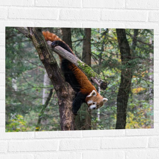 WallClassics - Muursticker - Kleine Panda Hangend in de Boom - 80x60 cm Foto op Muursticker