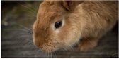 WallClassics - Poster (Mat) - Lief Bruin Konijntje - 100x50 cm Foto op Posterpapier met een Matte look