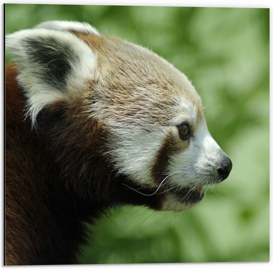 WallClassics - Dibond - Kleine Panda met Groene Achtergrond - 50x50 cm Foto op Aluminium (Met Ophangsysteem)