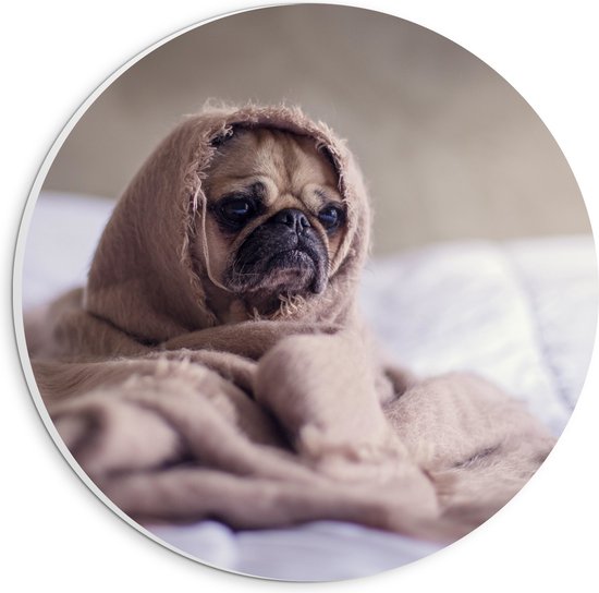 WallClassics - PVC Schuimplaat Muurcirkel - Schattig Hondje onder de Deken - 20x20 cm Foto op Muurcirkel (met ophangsysteem)