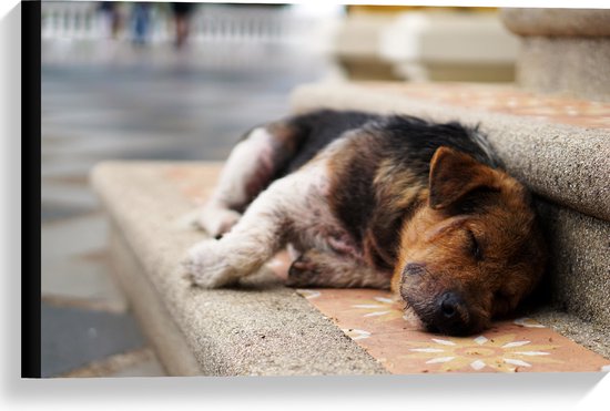 WallClassics - Canvas  - Slapende Hond op de Trap - 60x40 cm Foto op Canvas Schilderij (Wanddecoratie op Canvas)