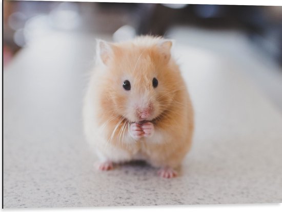 WallClassics - Dibond - Schattige Hamster op de Keukentafel - 80x60 cm Foto op Aluminium (Met Ophangsysteem)