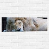 WallClassics - Muursticker - Slapende Witte Leeuw - 90x30 cm Foto op Muursticker