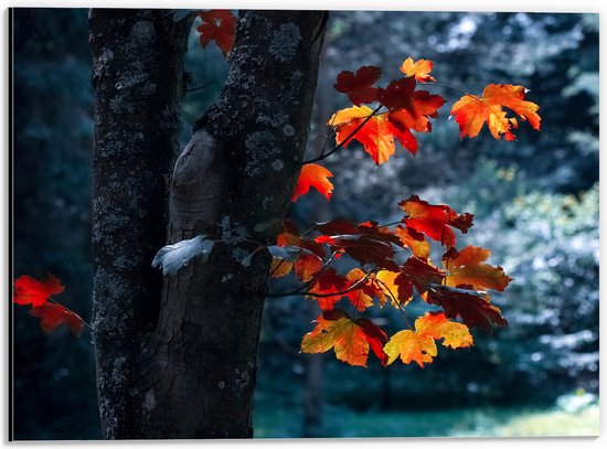 WallClassics - Dibond - Herfstbladeren aan Dunne Boomstam - 40x30 cm Foto op Aluminium (Wanddecoratie van metaal)