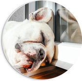 WallClassics - Cercle mural en panneau de mousse PVC - Chien endormi dans le cadre de la fenêtre - Photo 20 x 20 cm sur cercle mural (avec système de suspension)