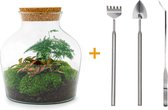 Terrarium - Little Joe - ↑ 21,5 cm - Ecosysteem plant - Kamerplanten - DIY planten terrarium - Mini ecosysteem - Inclusief Hark + Schep + Pincet