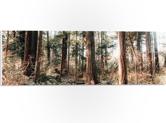 WallClassics - Panneau en mousse PVC - Vieux Arbres dans la forêt - Photo 60x20 cm sur panneau en mousse PVC (avec système d'accrochage)