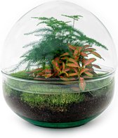 Terrarium - Dome Red - ↑ 20 cm - Ecosysteem plant - Kamerplanten - DIY planten terrarium - Mini ecosysteem