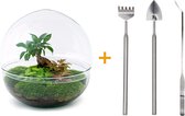 Terrarium - Dome XL bonsai - ↑ 30 cm - Ecosysteem plant - Kamerplanten - DIY planten terrarium - Mini ecosysteem + Hark + Schep + Pincet