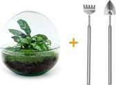 Terrarium - Dome - ↑ 20 cm - Ecosysteem plant - Kamerplanten - DIY planten terrarium - Mini ecosysteem + Hark + Schep