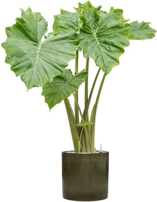 real touch, plant, real touche plant, luxe, gouden pot real touch, plant, real touche plant, luxe, gouden pot