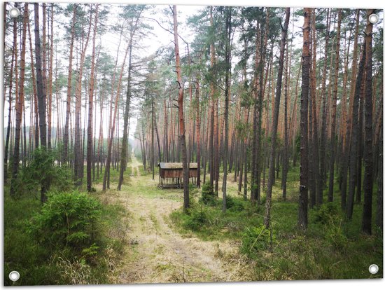 WallClassics - Poster de jardin - Maison en bois le long du chemin dans la forêt - 80x60 cm Photo sur Poster de jardin (décoration murale pour l'extérieur et l'intérieur)
