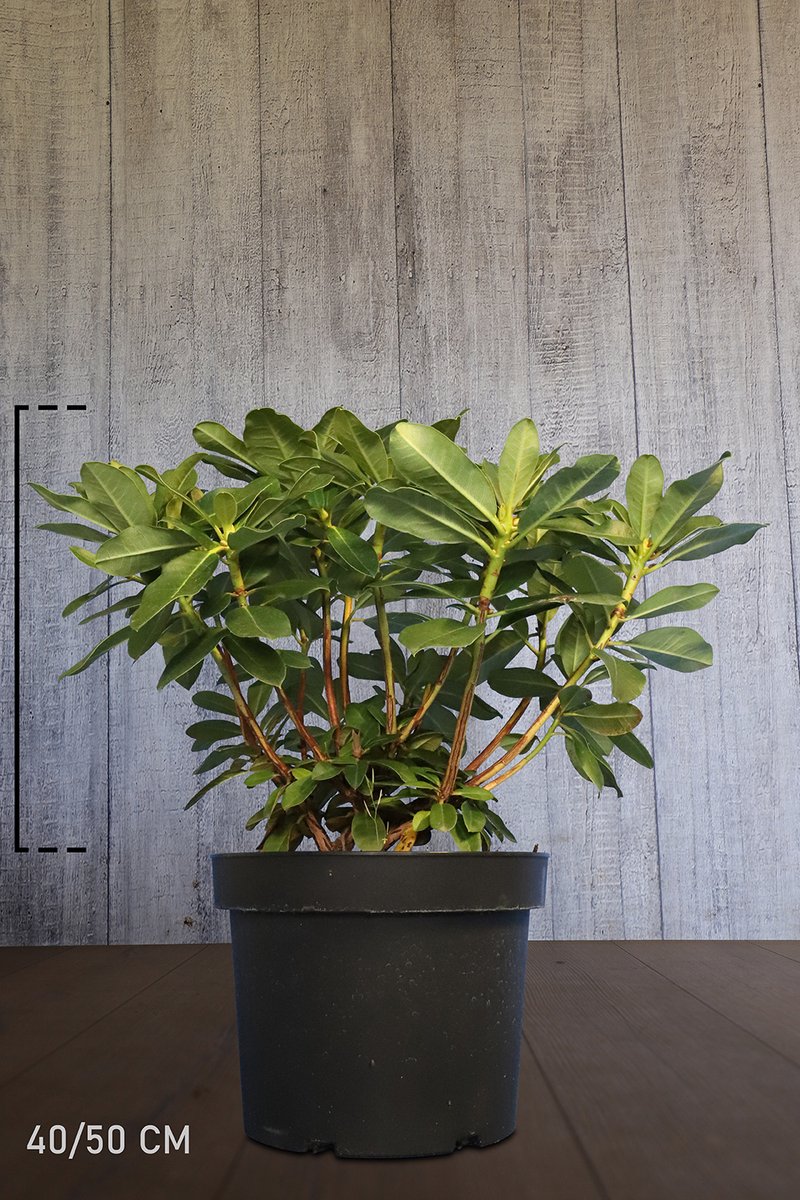 Plants Online - Haagplanten - Rhododendron 'Horizon Monarch' - Pot 40-50 cm - set van 10 - Bloeiende plant - Groeit breed uit - Wintergroen - Zeer winterhard