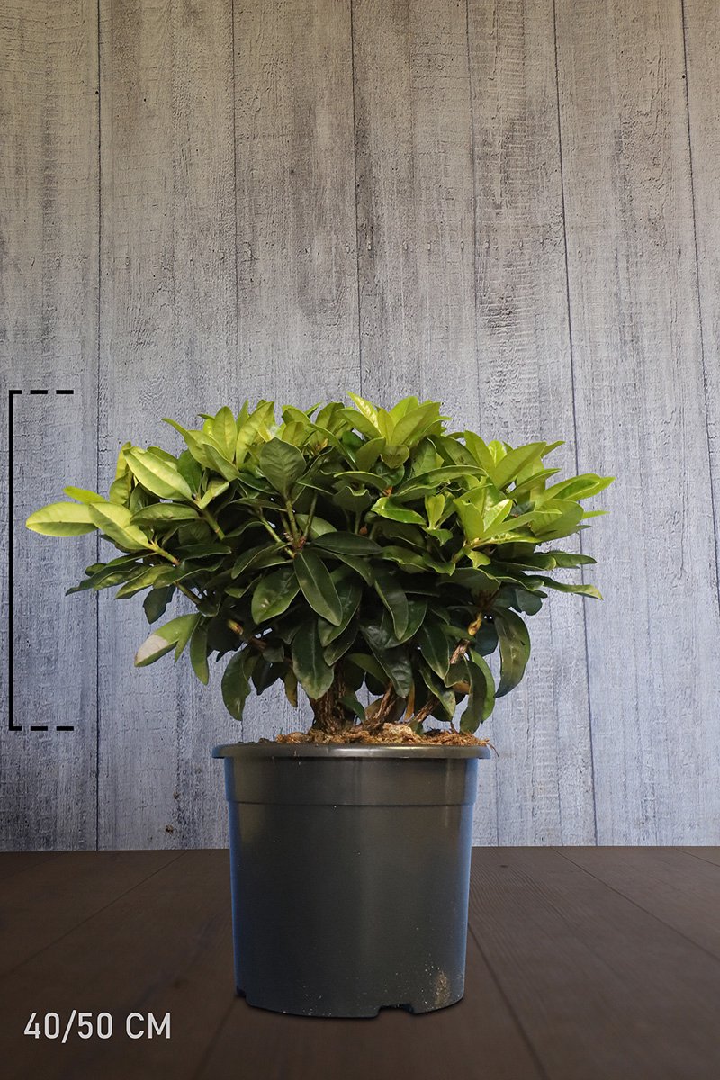 Plants Online - Haagplanten - Rhododendron 'Gomer Waterer' - Pot 40-50 cm - set van 10 - Bloeiende plant - Groeit breed uit - Wintergroen - Zeer winterhard