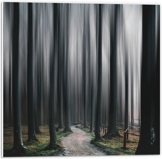 WallClassics - PVC Schuimplaat- Hele Hoge Abstracte Bomen - 50x50 cm Foto op PVC Schuimplaat