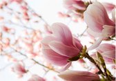 Fotobehangkoning - Behang - Vliesbehang - Fotobehang - Roze magnolia - 250 x 193 cm