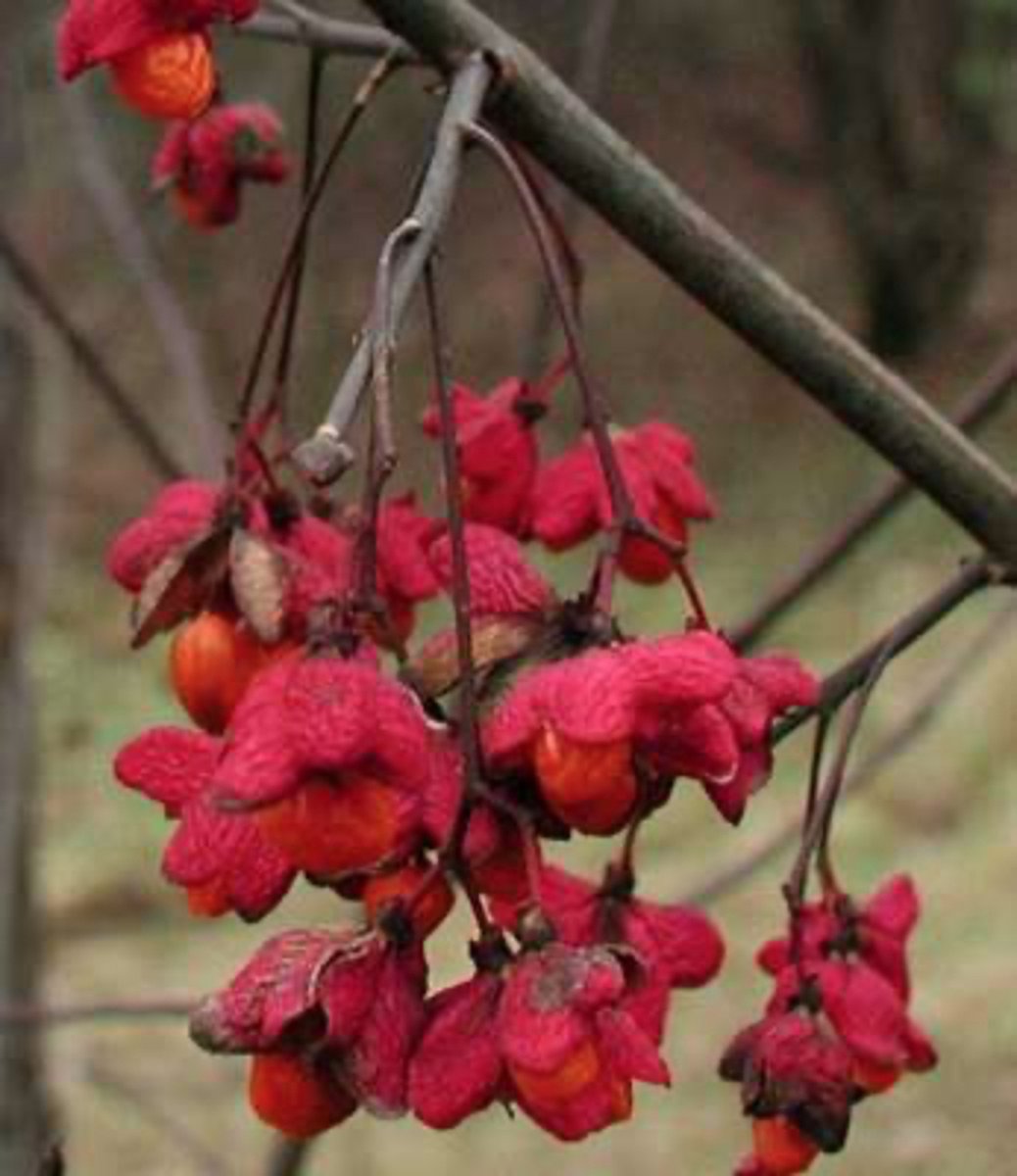 Kardinaalshoed (Euonymus 'Red Cascade