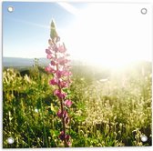 WallClassics - Tuinposter – Roze Bloementak bij Fel Zonlicht en Gras - 50x50 cm Foto op Tuinposter  (wanddecoratie voor buiten en binnen)