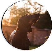 WallClassics - Dibond Muurcirkel - Artistieke Zwarte Hond - 20x20 cm Foto op Aluminium Muurcirkel (met ophangsysteem)