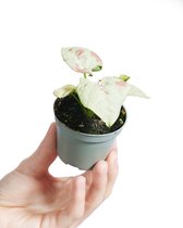 PLNTS - Baby Syngonium Confetti - Kamerplant - Kweekpot 6 cm - Hoogte 15 cm