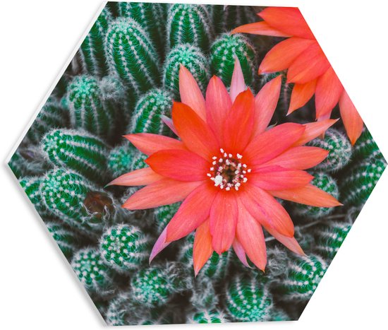 WallClassics - PVC Schuimplaat Hexagon  - Rode Bloemen op Cactusjes - 40x34.8 cm Foto op Hexagon (Met Ophangsysteem)