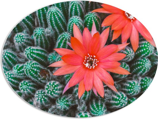 WallClassics - PVC Schuimplaat Ovaal - Rode Bloemen op Cactusjes - 96x72 cm Foto op Ovaal  (Met Ophangsysteem)